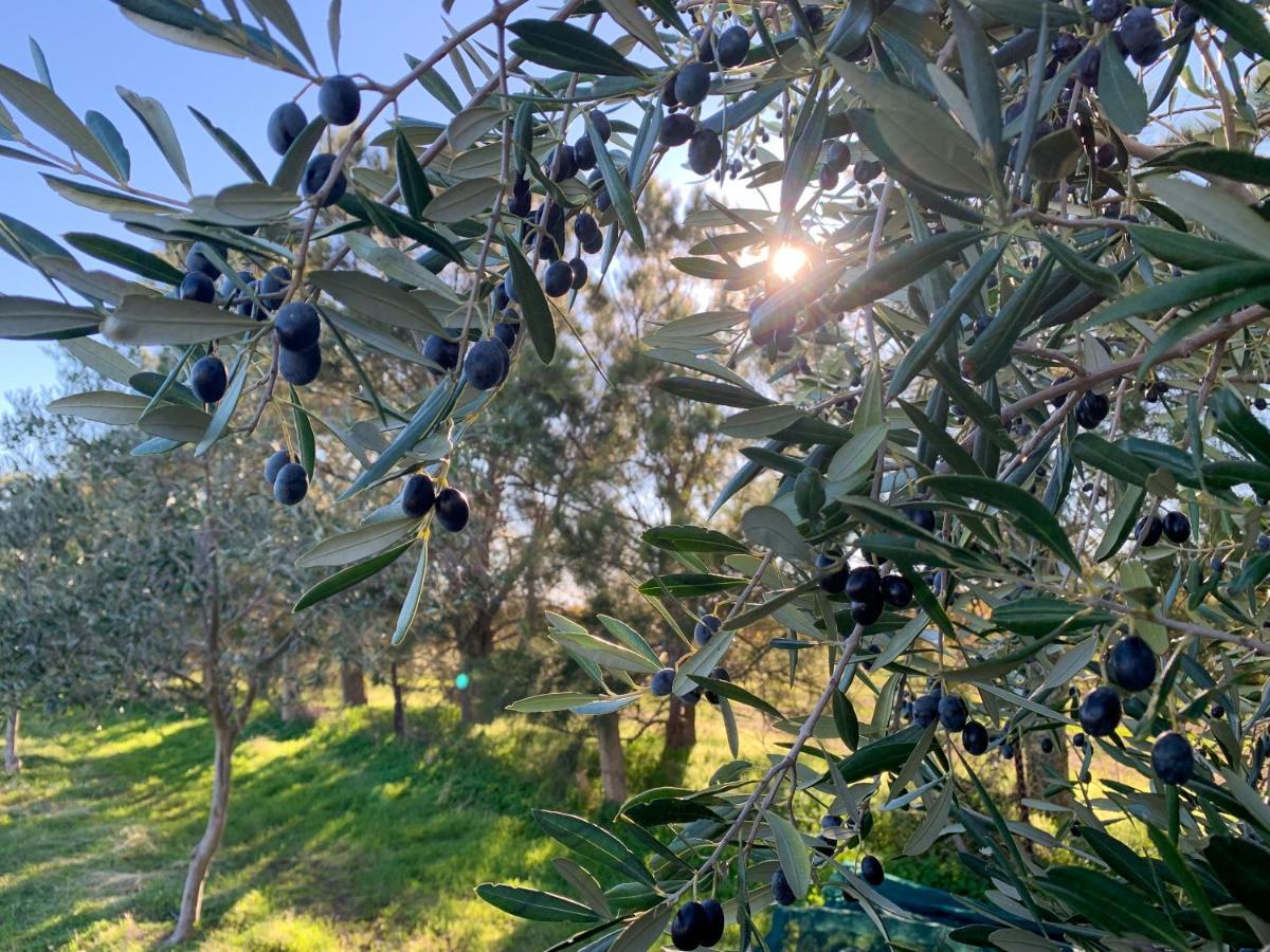 The Old Chaff Mill Organic Vineyard Retreat Bed and Breakfast Sellicks Hill Εξωτερικό φωτογραφία